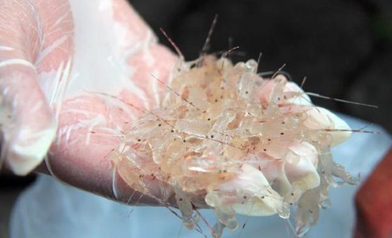 Rencana Kementerian Kelautan dan Perikanan (KKP) buka lagi ekspor benih bening lobster dinilai rawan monopoli. SP/ JKT