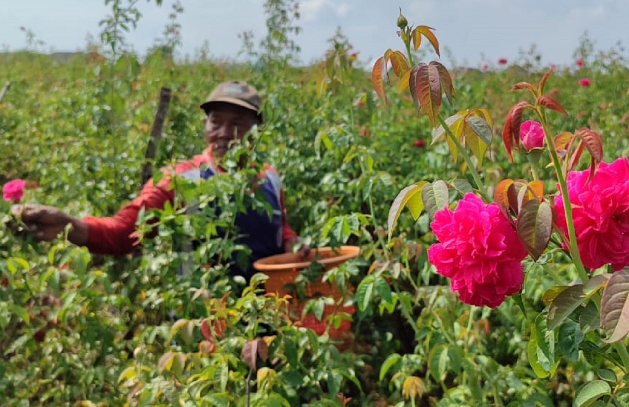 Petani memetik bunga mawar di Desa Candimulyo, Kabupaten Jombang. SP/ Sarep