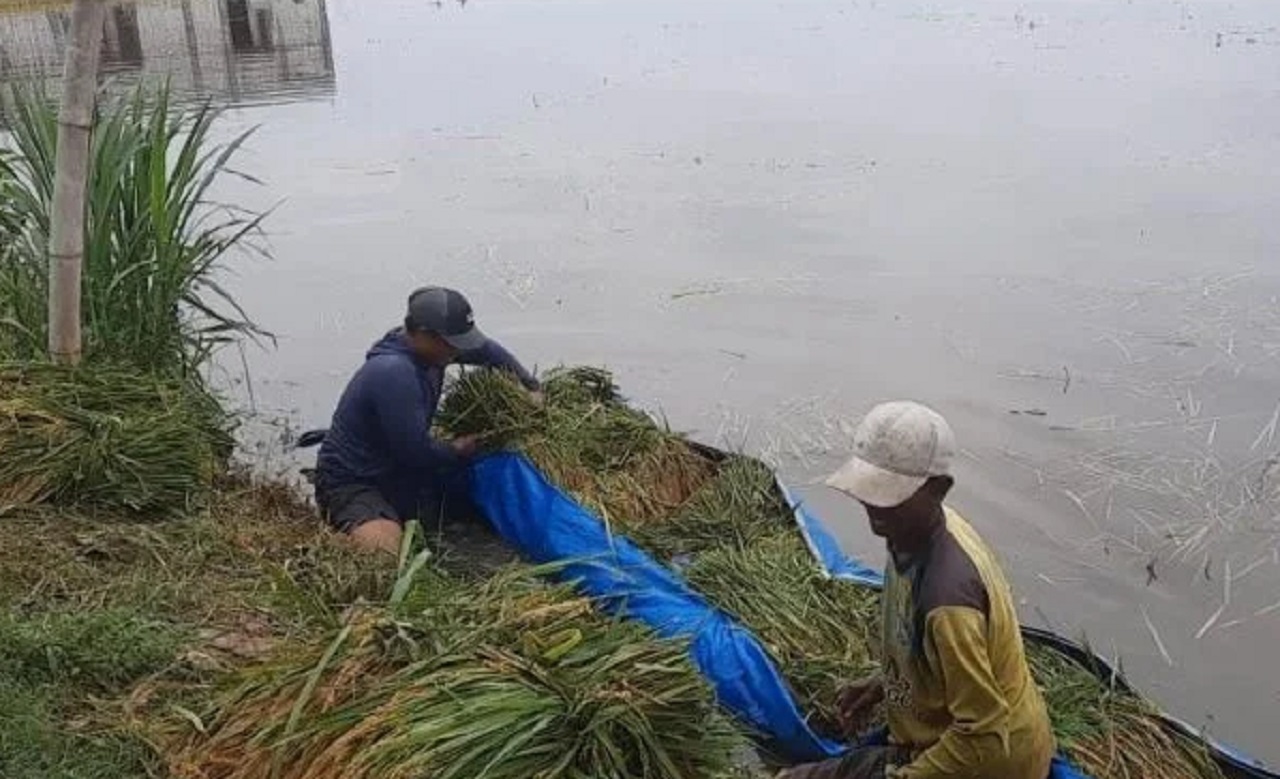Kondisi banjir yang melanda kawasan persawahan di wilayah Tuban, sehingga para petani harus panen lebih awal. SP/ TBN