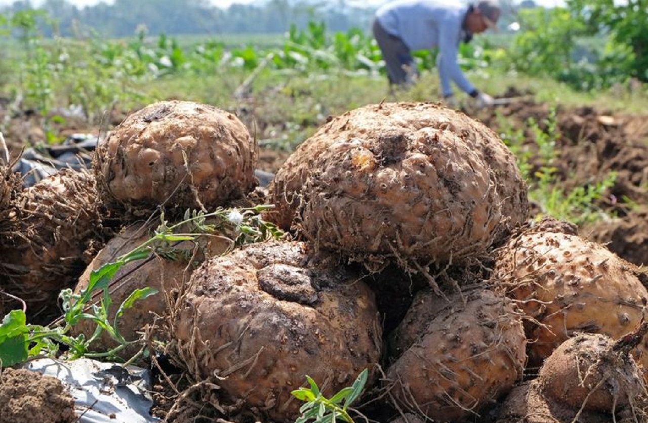 Petani memanen porang di persawahan Desa Ngadimulyo, Kedu, Temanggung, Jawa Tengah. Anis Efizudin/ Antara Foto