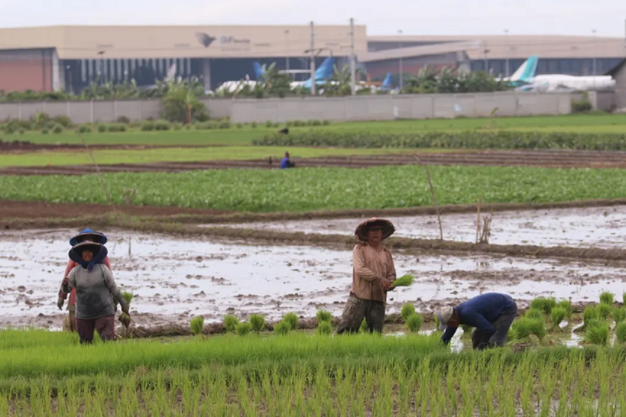 Petani menanam padi di persawahan di kawasan Tangerang. Angga Yuniar/ Liputan6.com