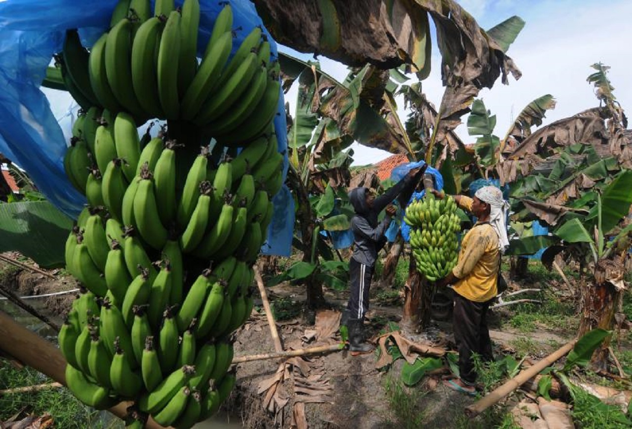Ilustrasi. Panen pisang cavendish di Lumajang. SP/ LMJ