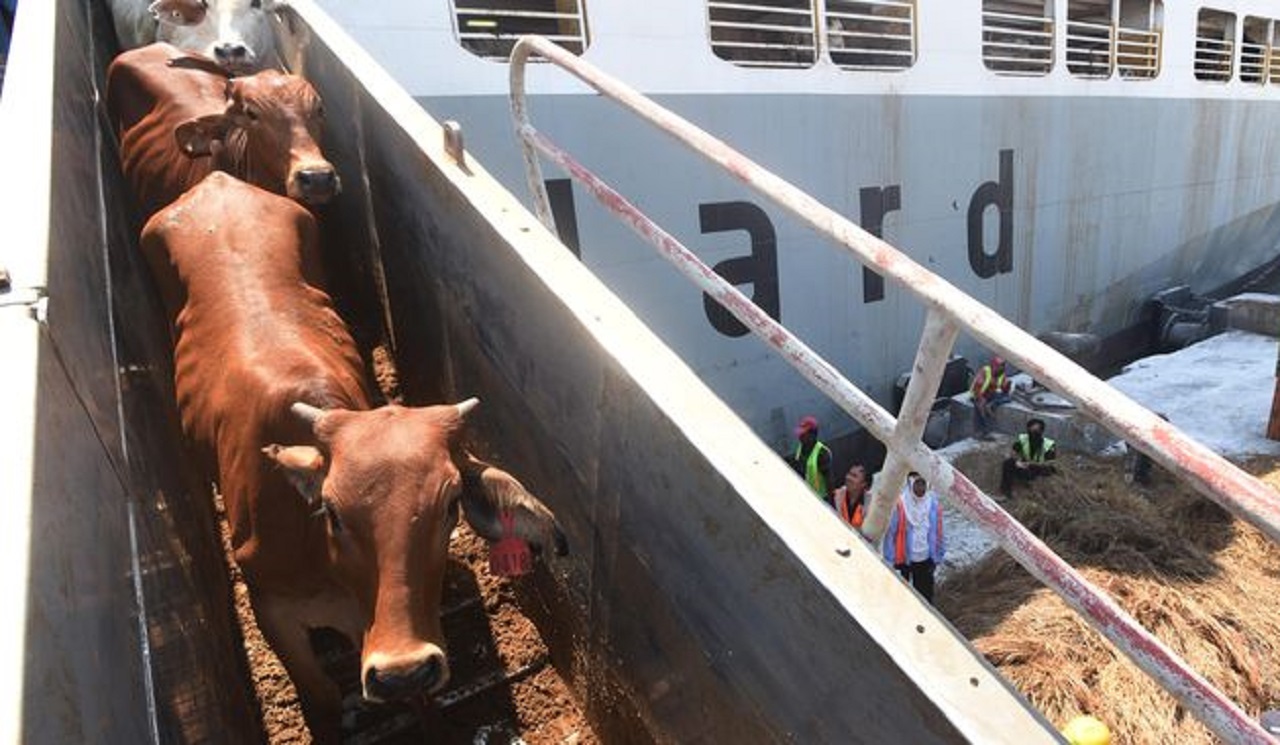 Ilustrasi. Impor sapi untuk pemenuhan kebutuhan daging masyarakat jelang lebaran 2024. SP/ JKT
