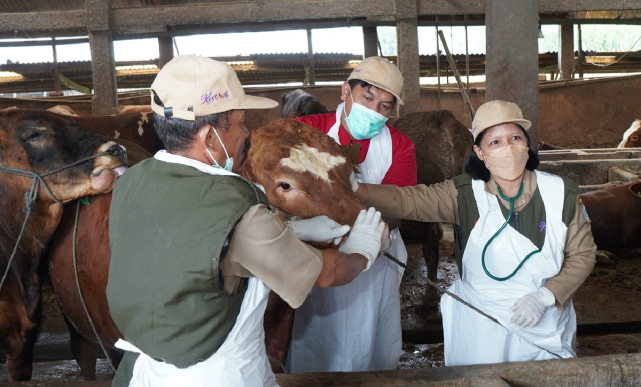 Tim dokter hewan saat memeriksa kesehatan sapi milik peternak di Lamongan. SP/ MUHAJIRIN 