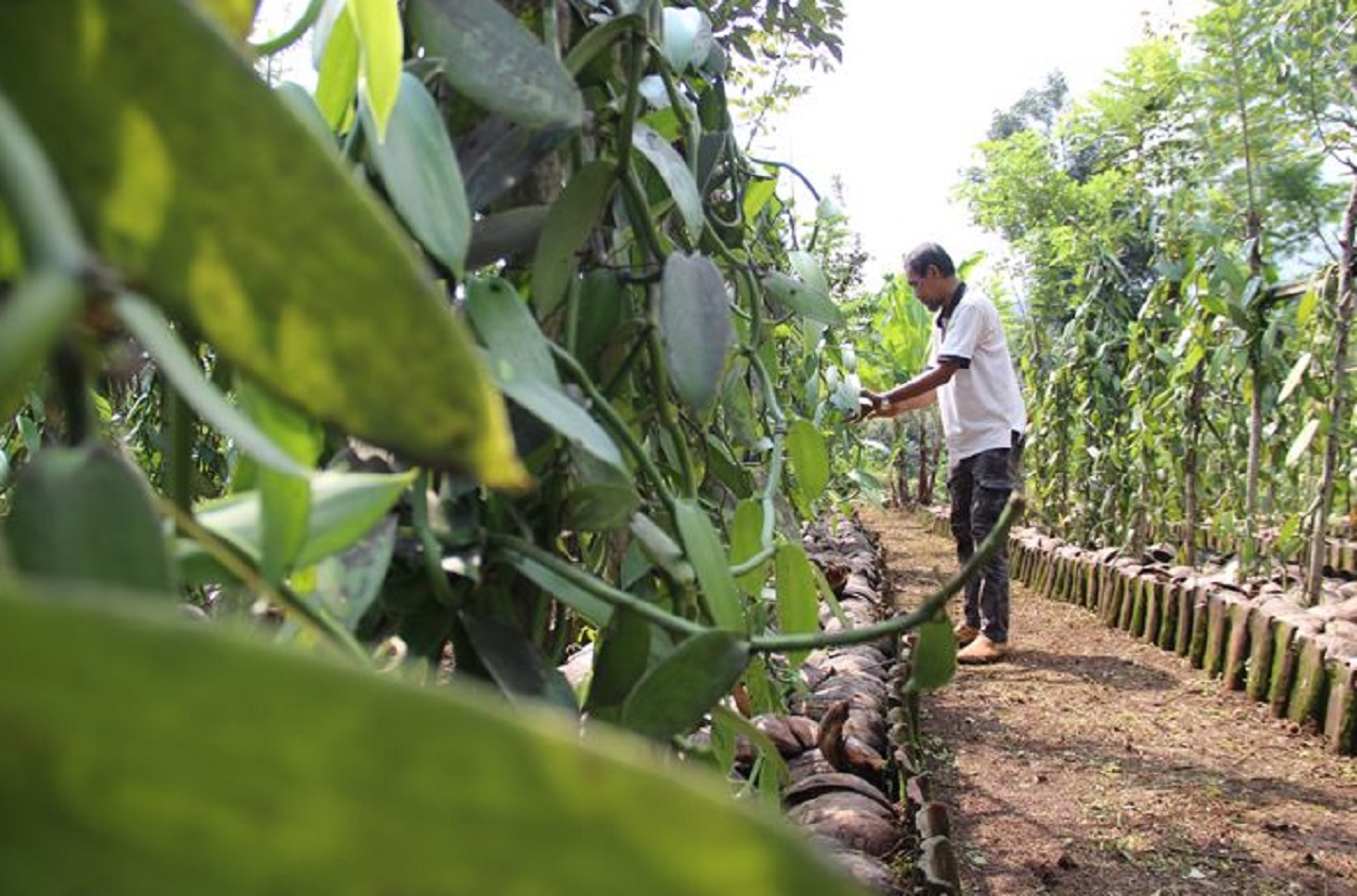 Edwijono 959), warga Dusun Tukum, Desa/Kecamatan Wonosalam, Jombang, salah satu pembudidaya komoditas tanaman vanili. SP/ JBG