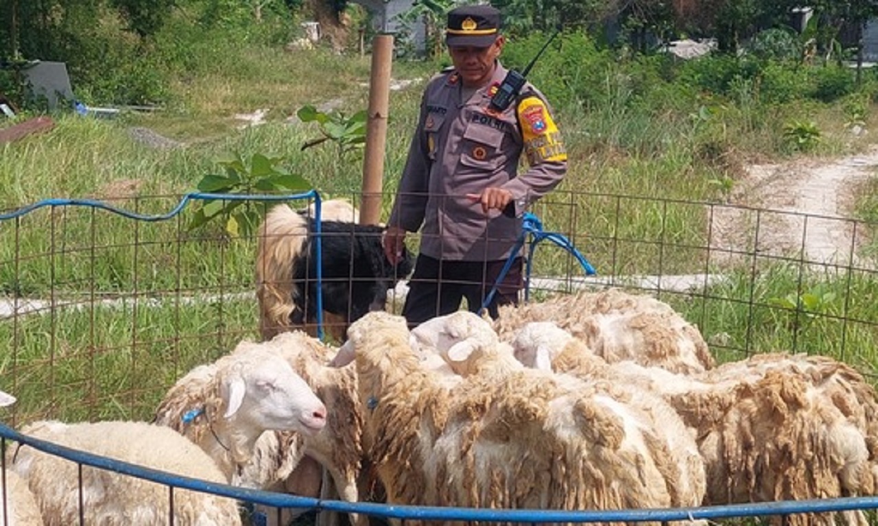 Kapolsek Gresik Kota Iptu Suharto saat memberi makan ternak kambingnya. SP/ GRS