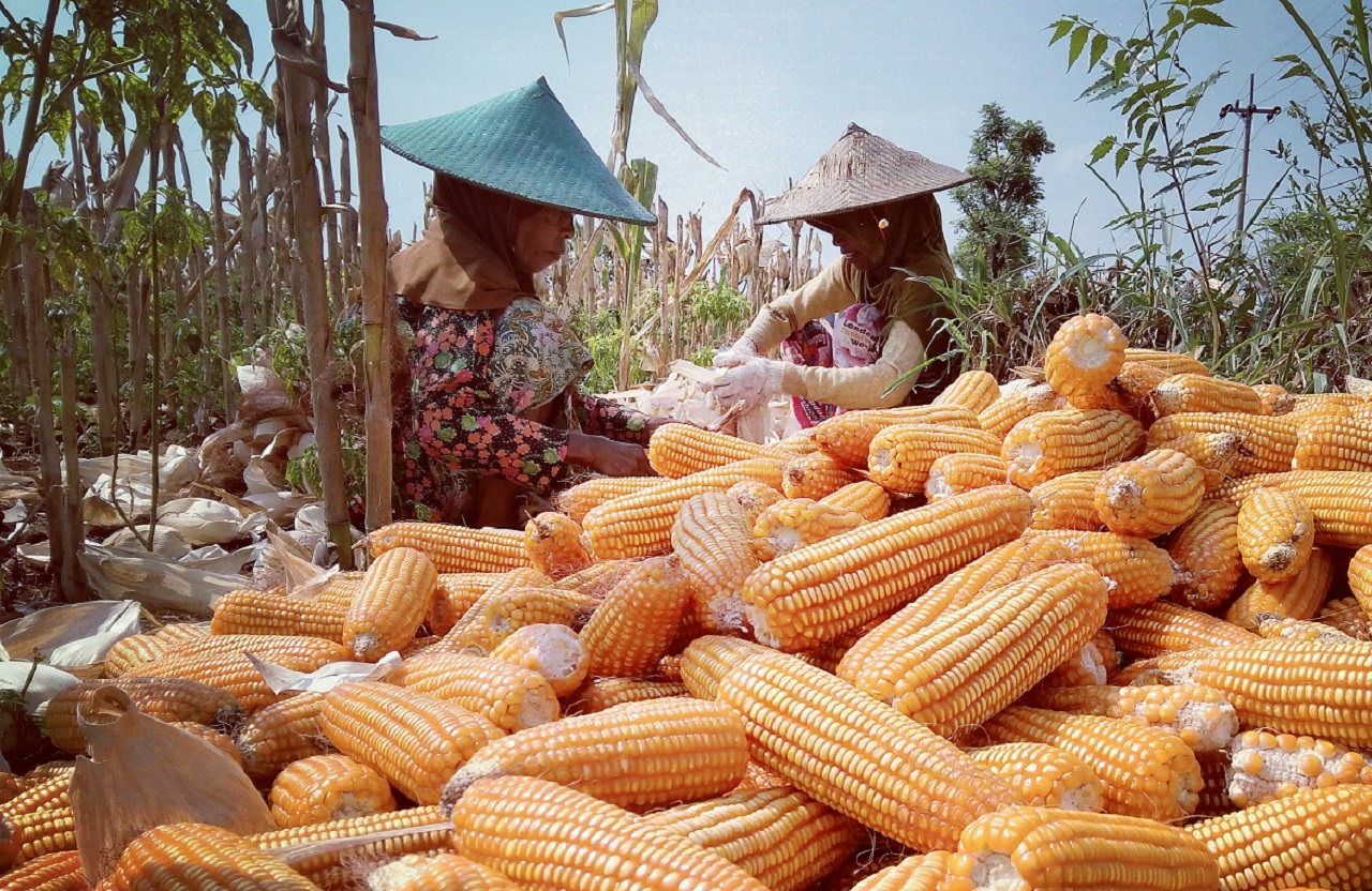 Ilustrasi. Petani jagung di Lamongan mulai seluas 21.255 hektar. SP/ LMG