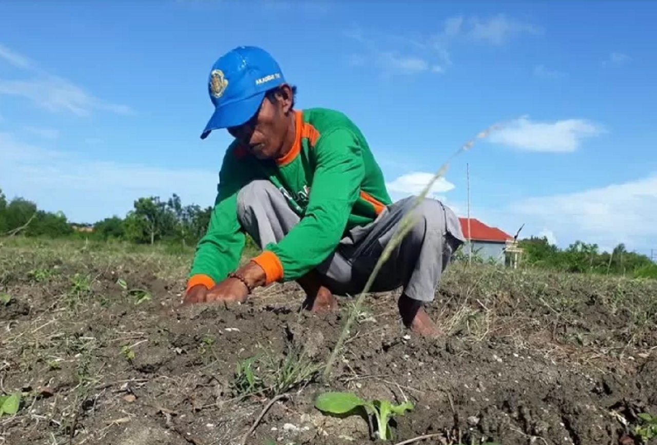 Petani di Sampang, Madura, Jawa Timur sedang menanam bibit tembakau di musim kemarau tiba. SP/ SMP