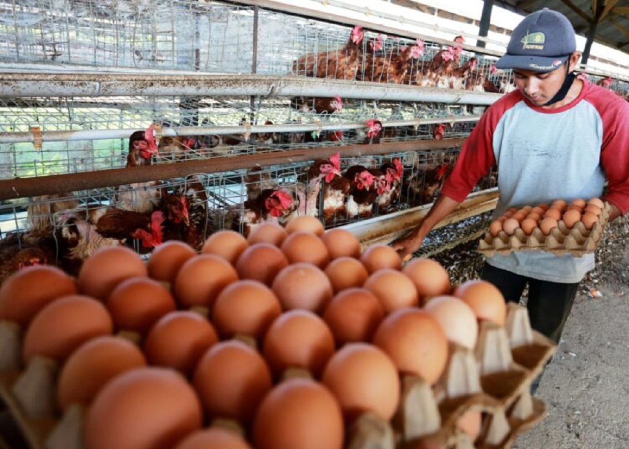 Ilustrasi. Para peternak ayam petelur di Blitar Raya. SP/ BLT