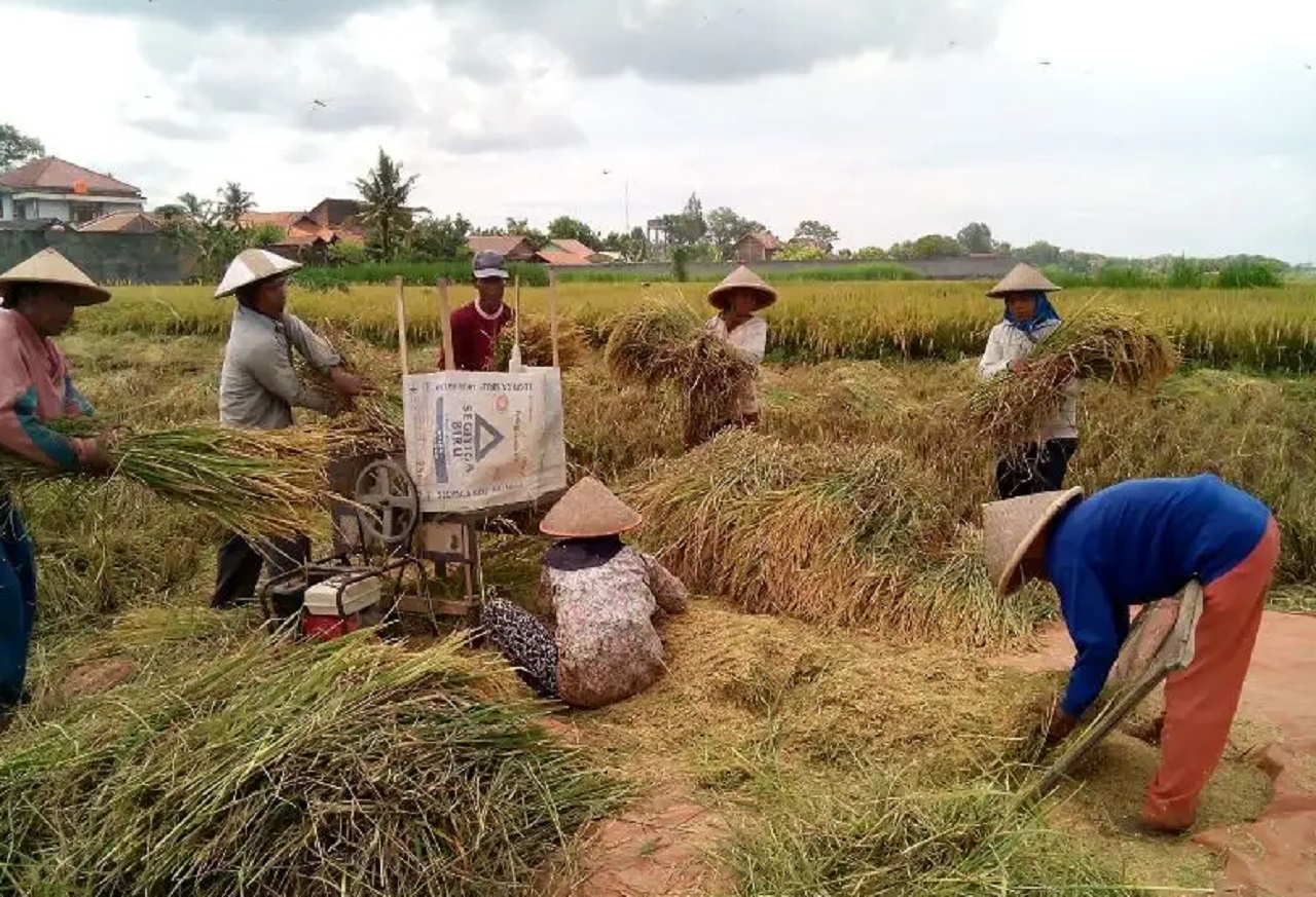 Ilustrasi. Panen raya padi di wilayah Ponorogo. SP/ PNG
