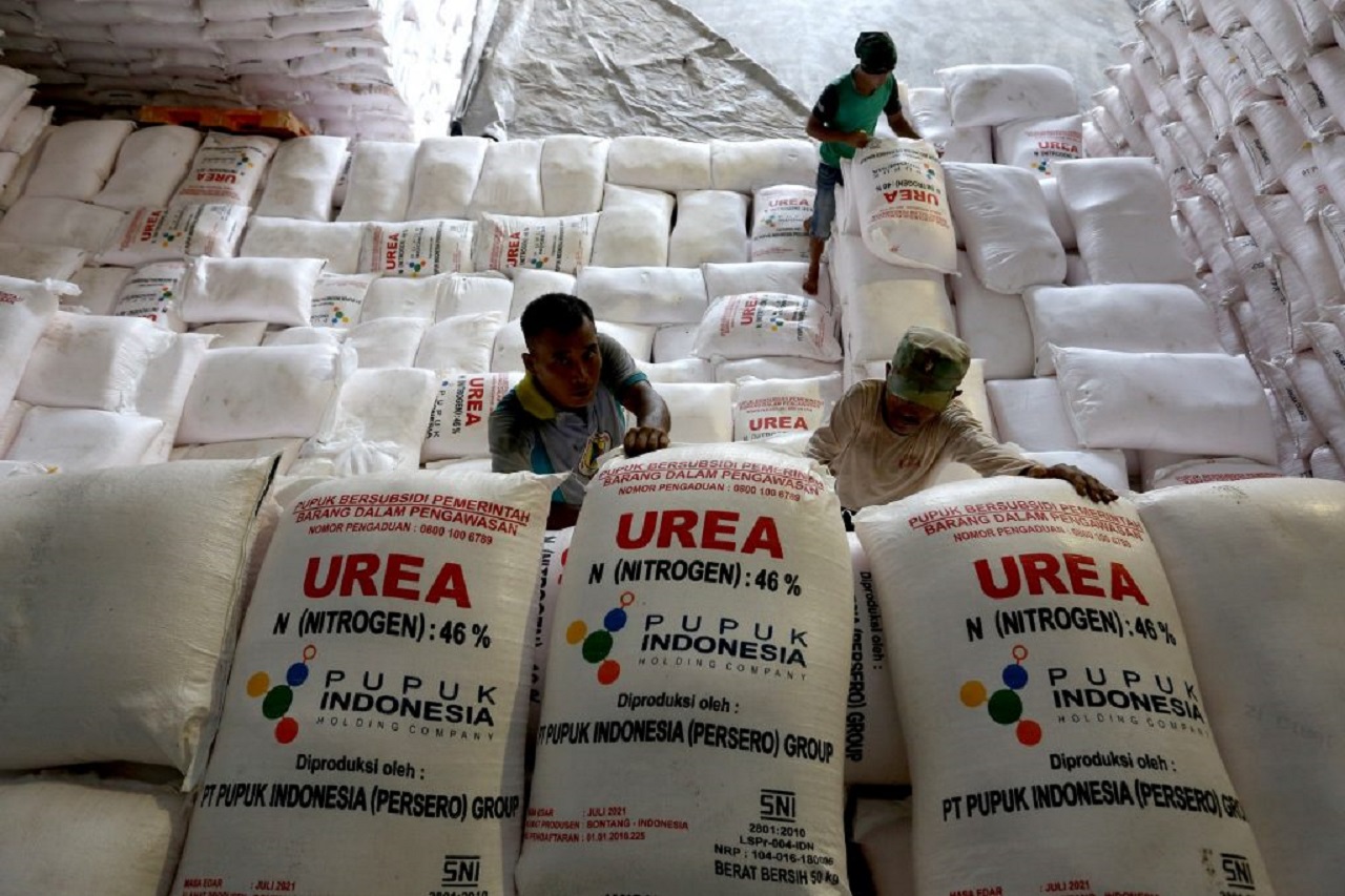 Ilustrasi. Pupuk subsidi untuk para petani. SP/ PRB
