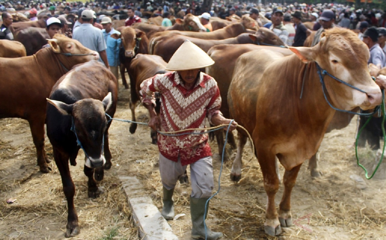 Ilustrasi. Salah satu pedagang sapi di Pasar Hewan Ngawi, tepatnya di Desa Kandangan, Kecamatan Ngawi, Kabupaten Ngawi. SP/ NGW