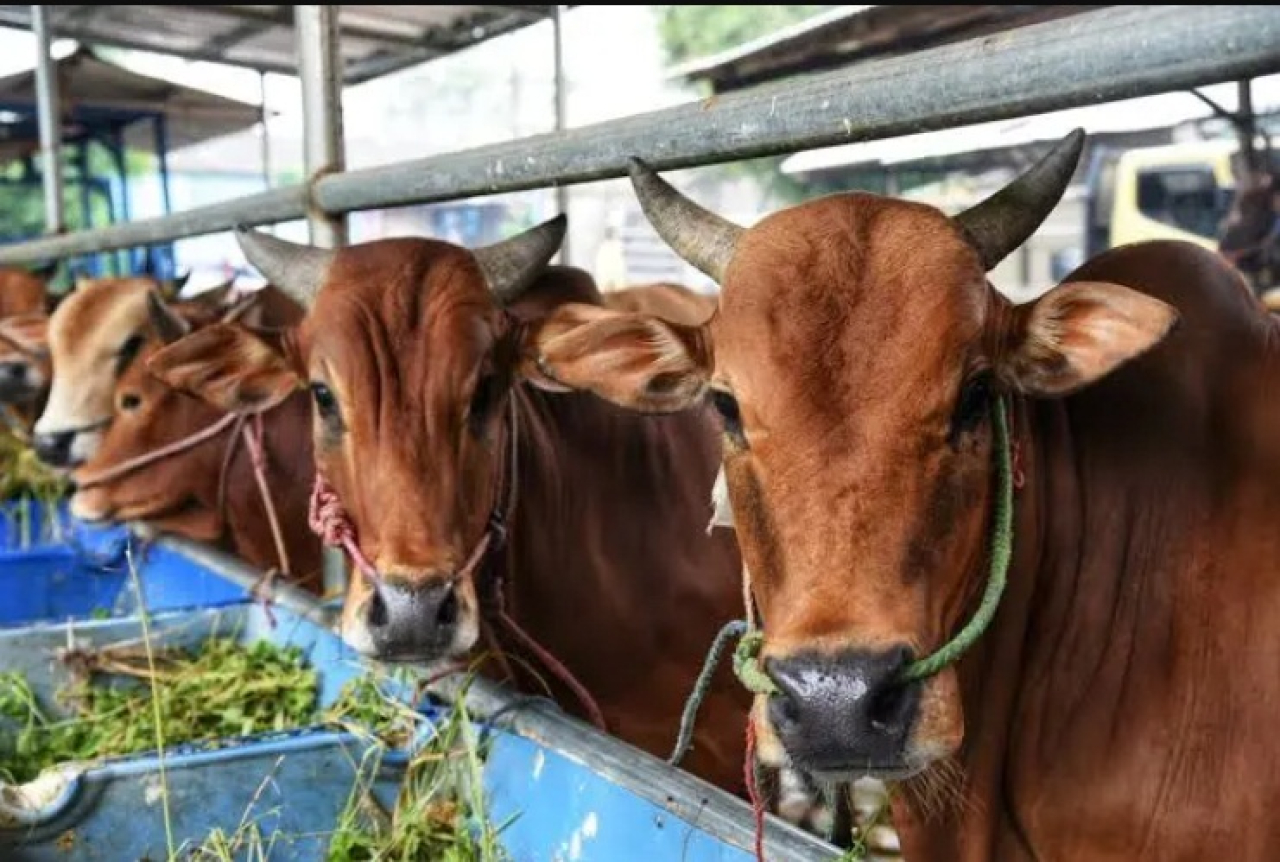 Jumlah hewan kurban pada tahun ini mencapai 434.843 ekor yang terdiri dari sapi, kambing dan domba.SP/SURA