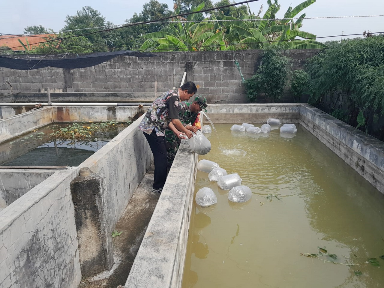 Bantuan bibit ikan nila dan gurami dalam rangka mendukung Program TNI Manunggal Membangun Desa (TMMD) ke-120 Tahun 2024 Kodim 0816/Sidoarjo. SP/ HIKMAH