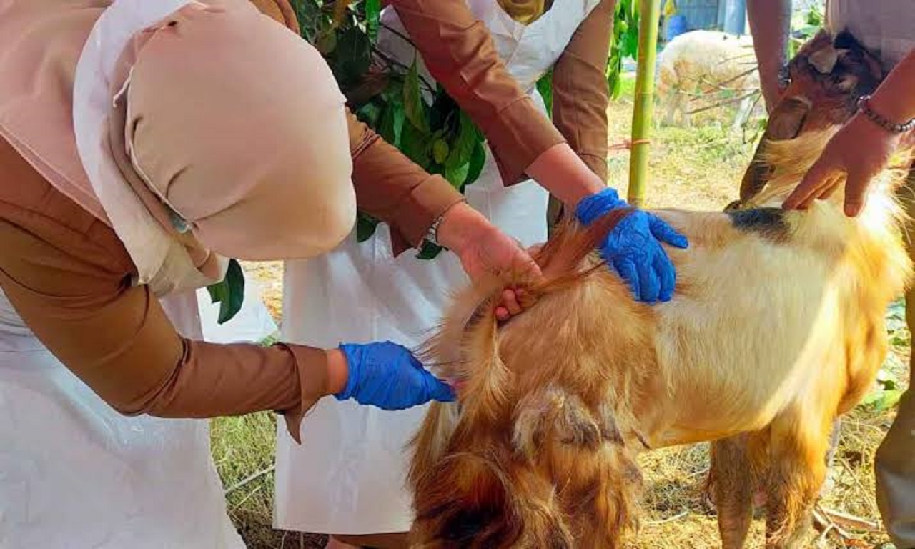 Petugas Disperindag Kab Pasuruan saat mengecek penjualan daging di Pasar Bangil, untuk mengantisipasi peredaran sapi glonggongan. SP/ HIKMAH