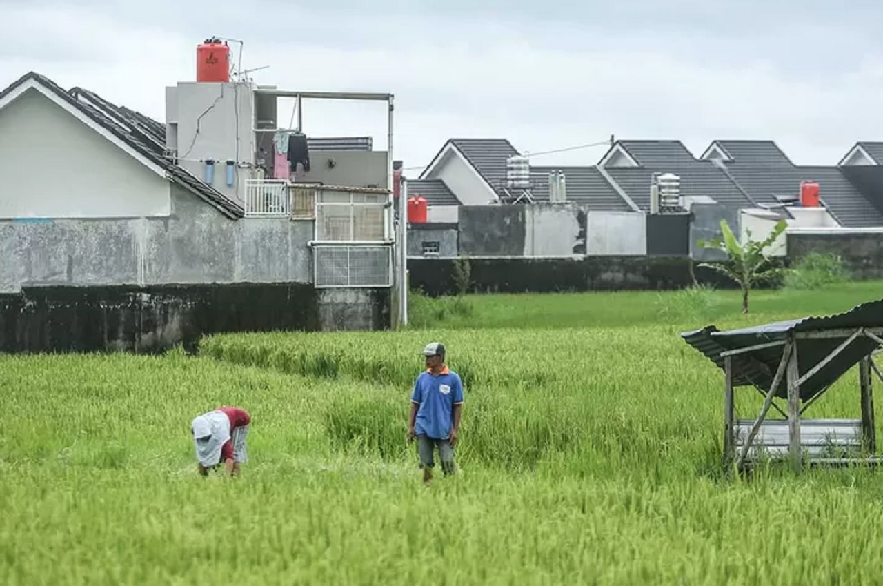 Ilustrasi. Lahan pertanian di Kota Malang mulai menyempit di kawasan perumahan. SP/ MLG