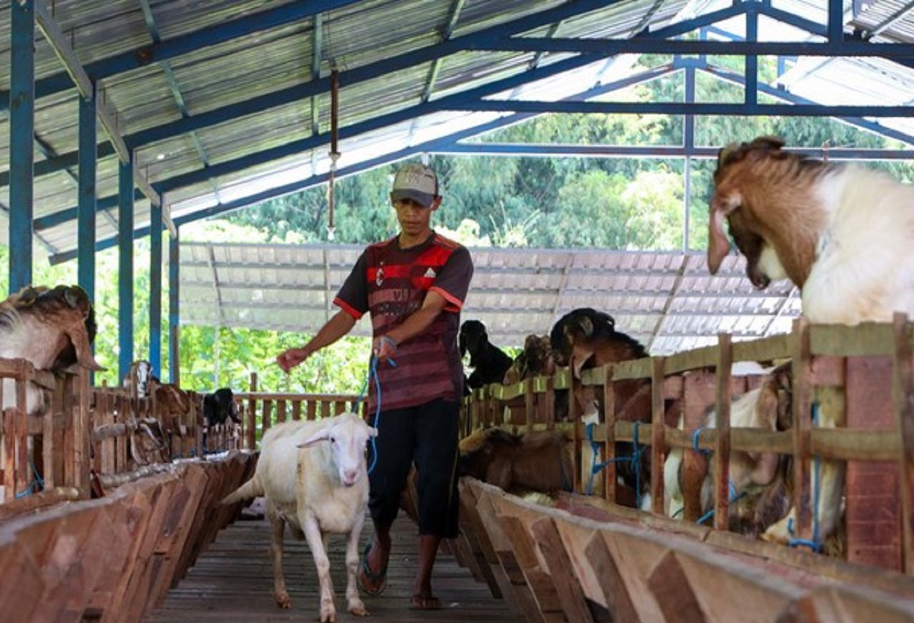 Salah satu penjual kambing di Ponorogo kebanjiran orderan jelang Hari Raya Idul Adha. SP/ PNG