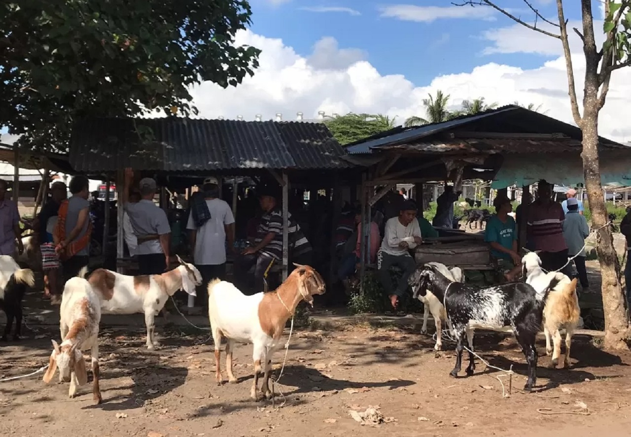 Ilustrasi. Penjualan kambing-kambing jelang Idul Adha di Tulungagung. SP/ TLG