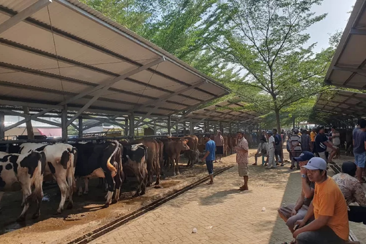 Kumpulan pedagang hewan kurban di Pasar Hewan Terpadu, Tulungagung, Jawa Timur. SP/ TLG