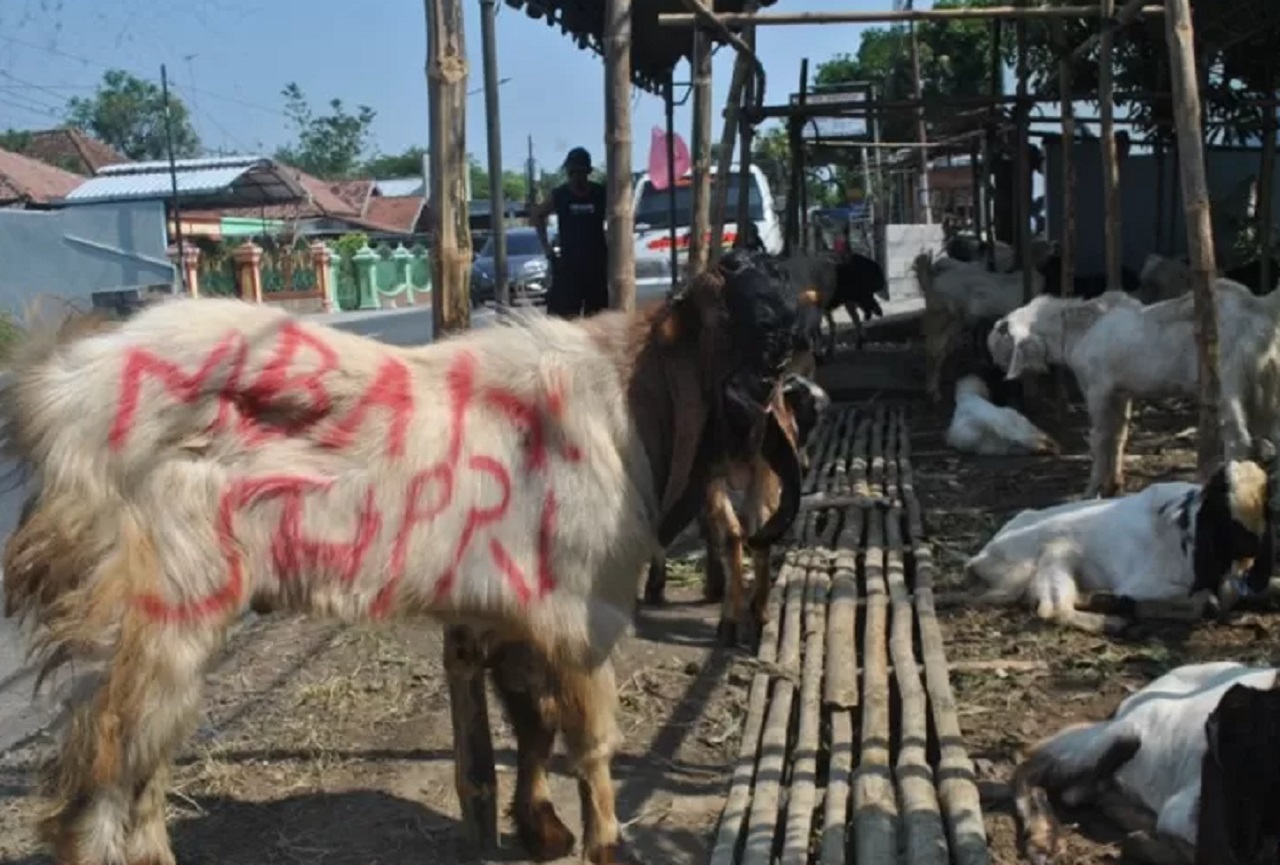 Ilustrasi. Pedagang hewan kurban di Pasar Hewan Kedondong, Nganjuk, Jawa Timur. SP/ NGJ