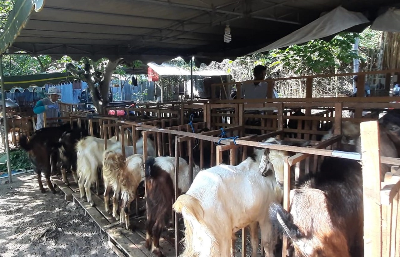 Suasana penjualan kambing milik Saiful Mukhson (42) di Kelurahan Lirboyo, Kecamatan Mojoroto, Kota Kediri. SP/ KDR