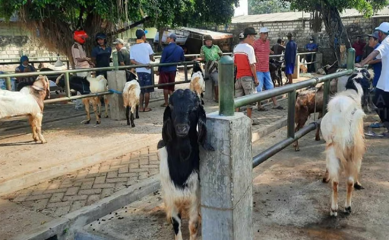 Ilustrasi. Peternak kambing tengah mempromosikan secara online dan offline hewan ternaknya untuk qurban jelang Hari Raya Idul Adha. SP/ TBN