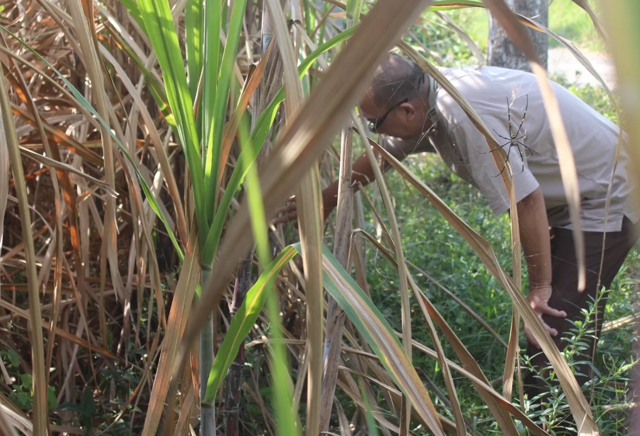 Dahan tanaman tebu yang terjangkit virus luka api akan tampak lebih kecil disertai bercak putih kehitaman, hingga akhirnya kering dan mati. SP/ LMJ