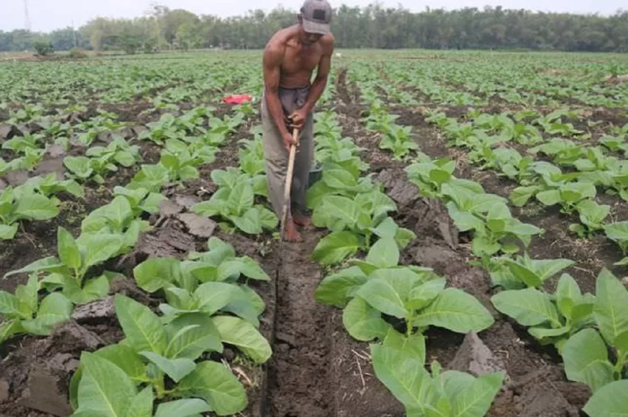 Ilustrasi. Petani tembakau di wilayah Utara Sungai Brantas Jombang resah akibat cuaca ekstrem. SP/ JBG