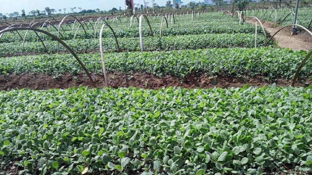 Ilustrasi. Komoditas tembakau varietas gagang rejeb sidi. SP/ TLG