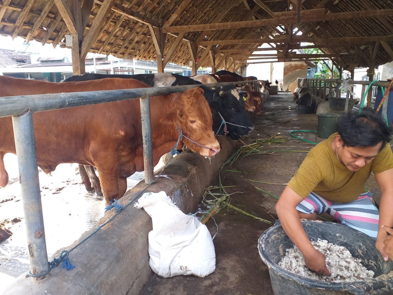 Ilustrasi. Pedagang sapi di Desa Tanggungan, Kecamatan Gudo, Kabupaten Jombang Jawa Timur. SP/ JBG
