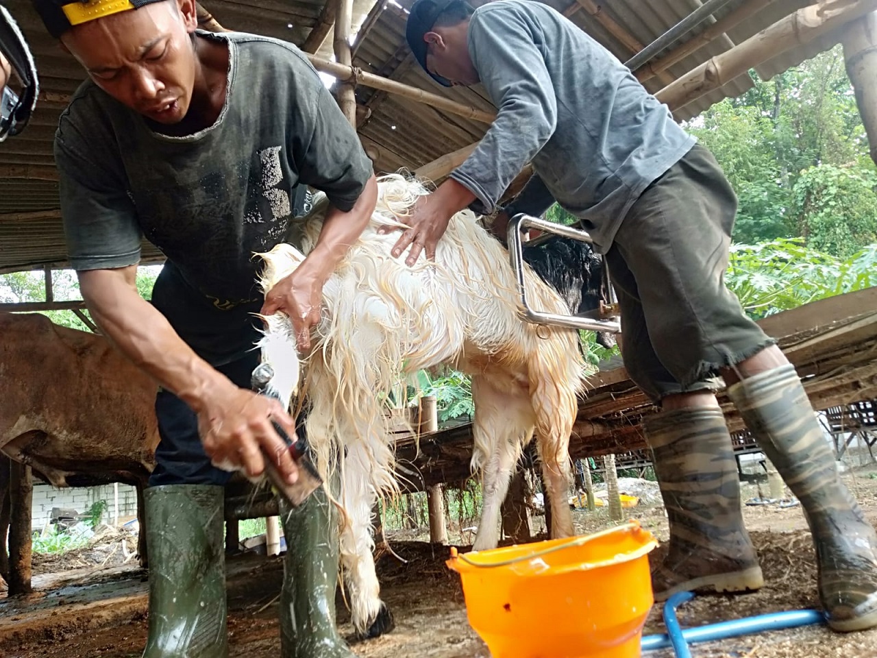 Salon kambing di Jombang raup cuan jelang Hari Raya Idul Adha. SP/ JBG