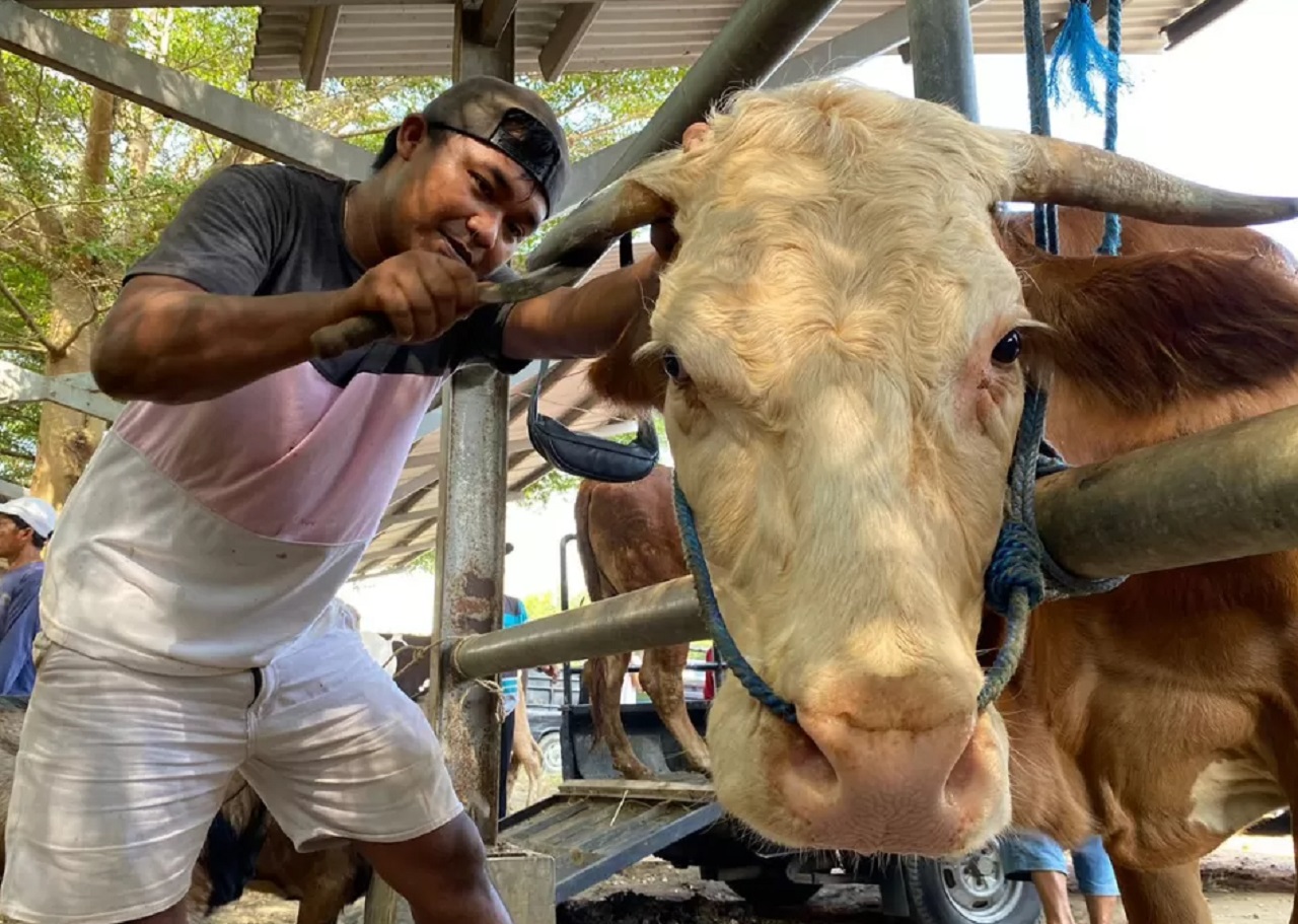 Salon sapi di Tulungagung banjir orderan. Terlihat salah satu penawaran jasa salon sapi tengah membersihkan tanduk sebelum dijual di menjelang qurban Hari Raya Idul Adha. SP/ TLG