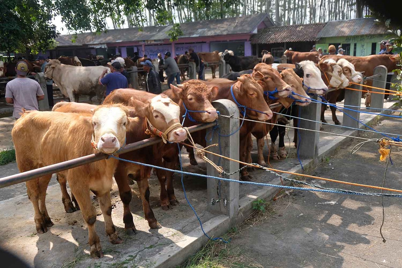 Ilustrasi. Penjualan hewan kurban di pasar hewan Tulungagung, Jawa Timur. SP/ TLG