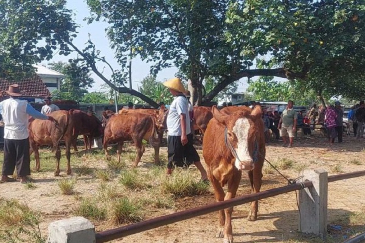Ilustrasi. Pedagang hewan kurban di Kabupaten Madiun. SP/ MDN