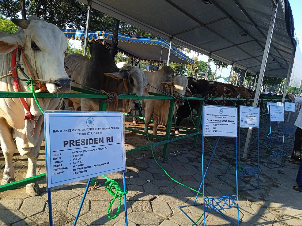 Satu ekor Sapi sumbangan Presiden Joko Widodo di Masjid Al Akbar Surabaya, pada Senin (17/6/2024), menjadi salah satu sapi sumbangan Jokowi yang disebar ke beberapa daerah di Indonesia pada Hari Raya Idul Adha 1445 H. SP/Zistia Shinta