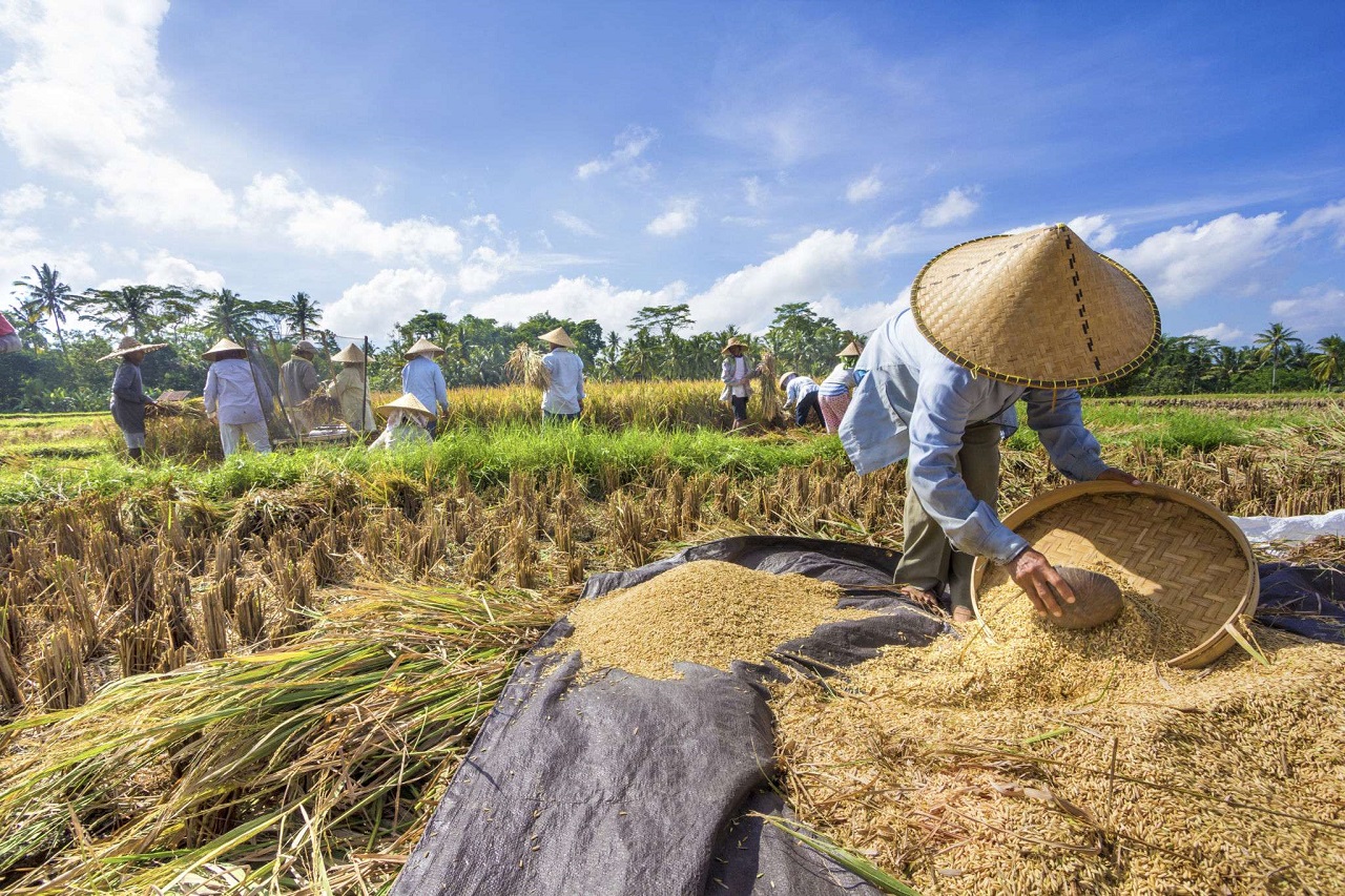 Ilustrasi. Petani padi sedang panen di sawah, yang kemudian gabah tersebut nantinya dijual dalam keadaan basah ataupun kering. SP/ MGT