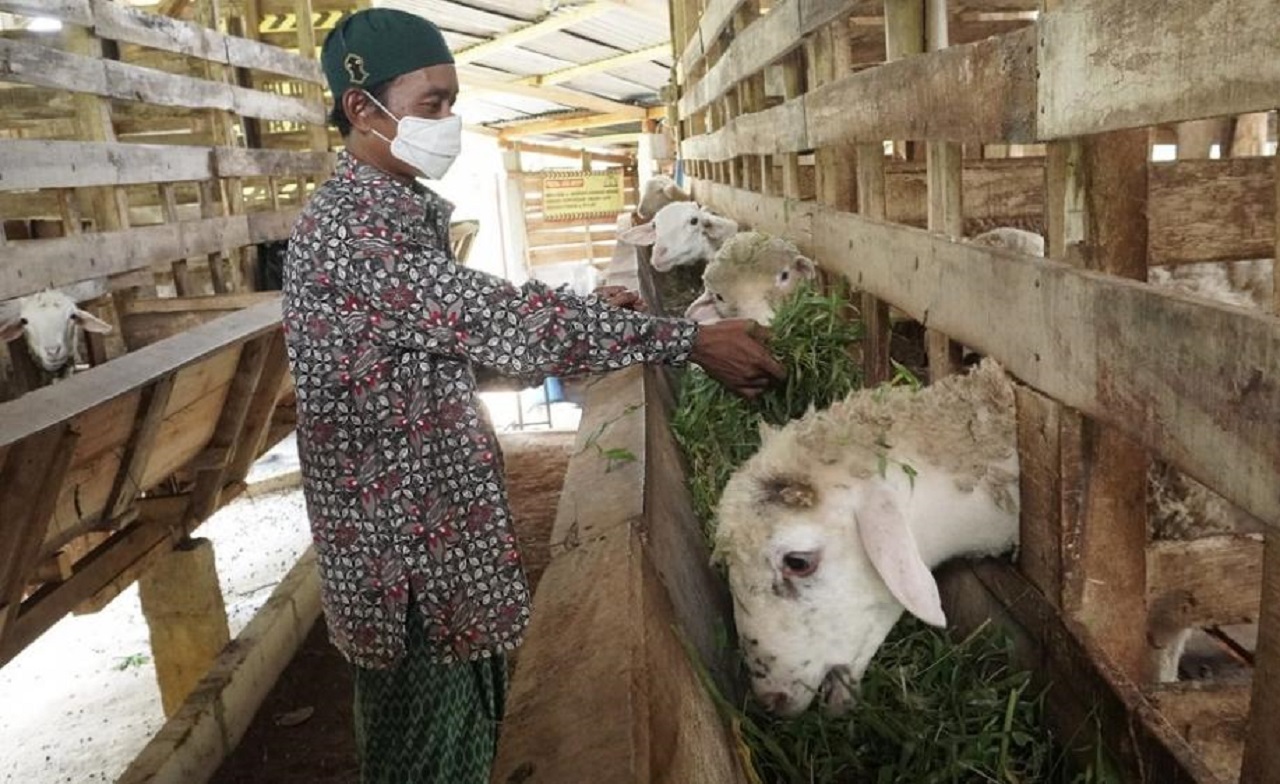 Ilustrasi. Pedagang Kambing di Banyuwangi, Jawa Timur. SP/ BNY