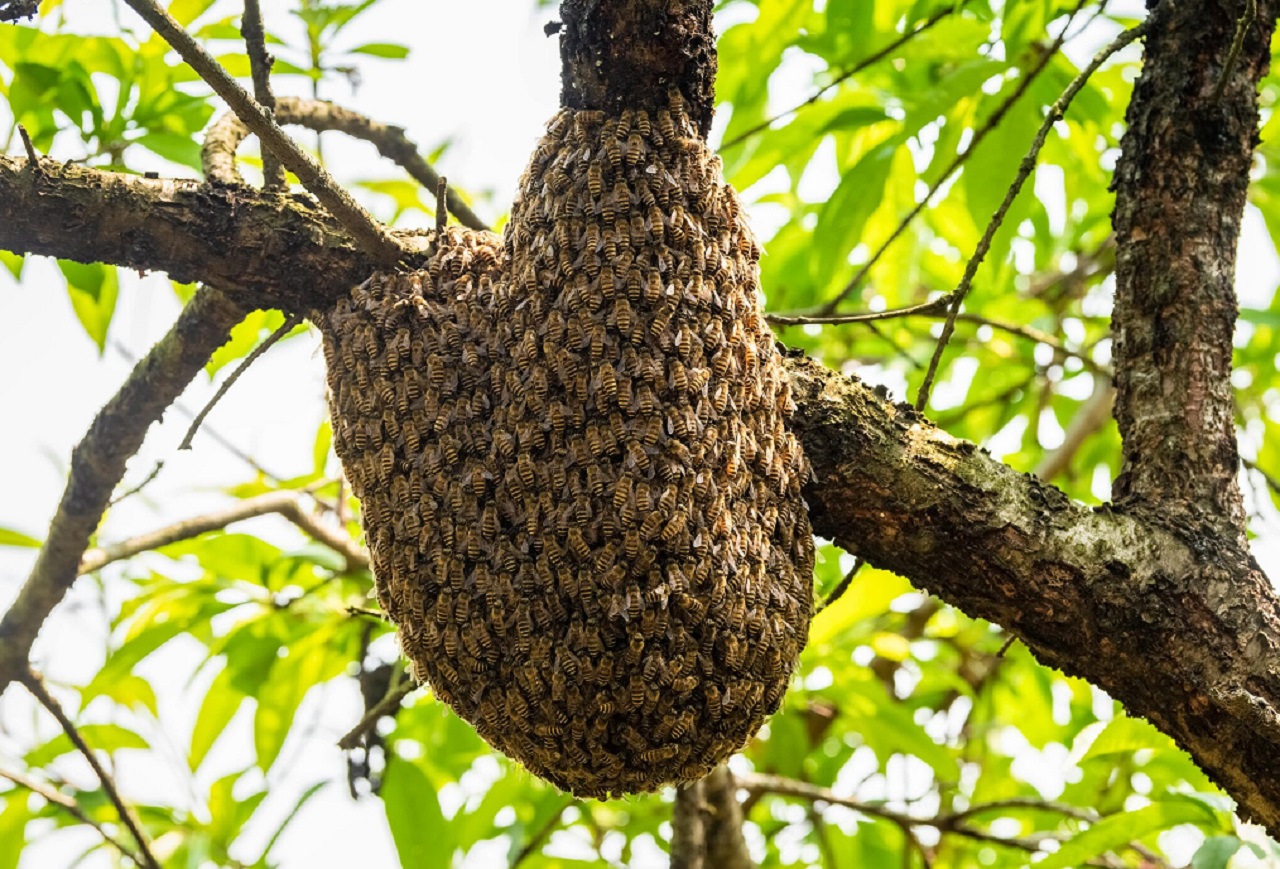 Ilustrasi. Pasukan lebah yang menyerang warga di Bondowoso, Jawa Timur imbas madunya dicuri. SP/ BDW
