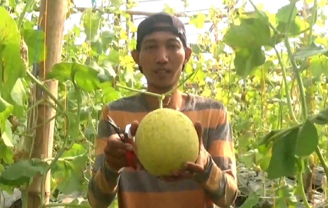 Petani melon premium di Jombang, Jawa Timur sedang panen. SP/ JBG