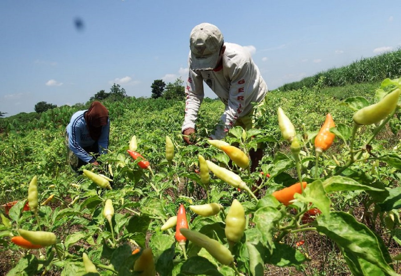 Ilustrasi. Petani cabai di Lumajang, Jawa Timur yang sedang panen besar-besaran. SP/ LMJ