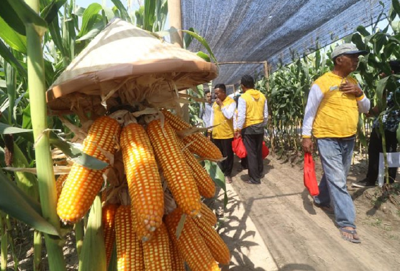 Petani mengamati tanaman jagung unggulan saat kegiatan bertajuk Parade Jagung Kediri 2024 di Kediri, Jawa Timur. SP/ KDR