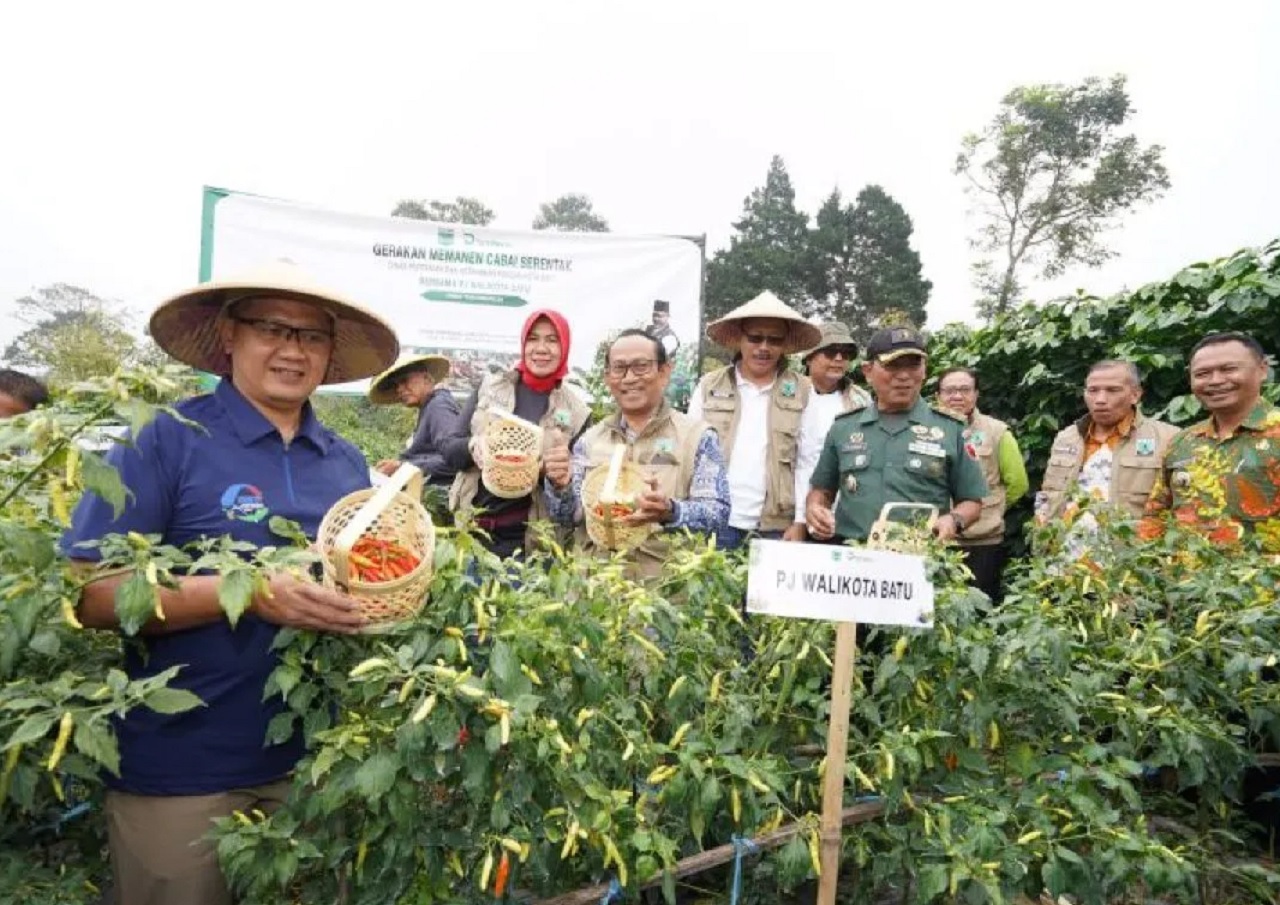 Pj Wali Kota Batu Aries Agung Paewai (kiri) saat melakukan panen cabai di Dusun Junggo, Desa Tulungrejo, Kecamatan Bumiaji. SP/ BTU