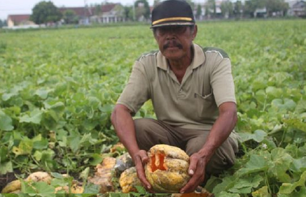 Ilustrasi. Petani blewah yang sudah panen di Jombang, Jawa Timur. SP/ JBG