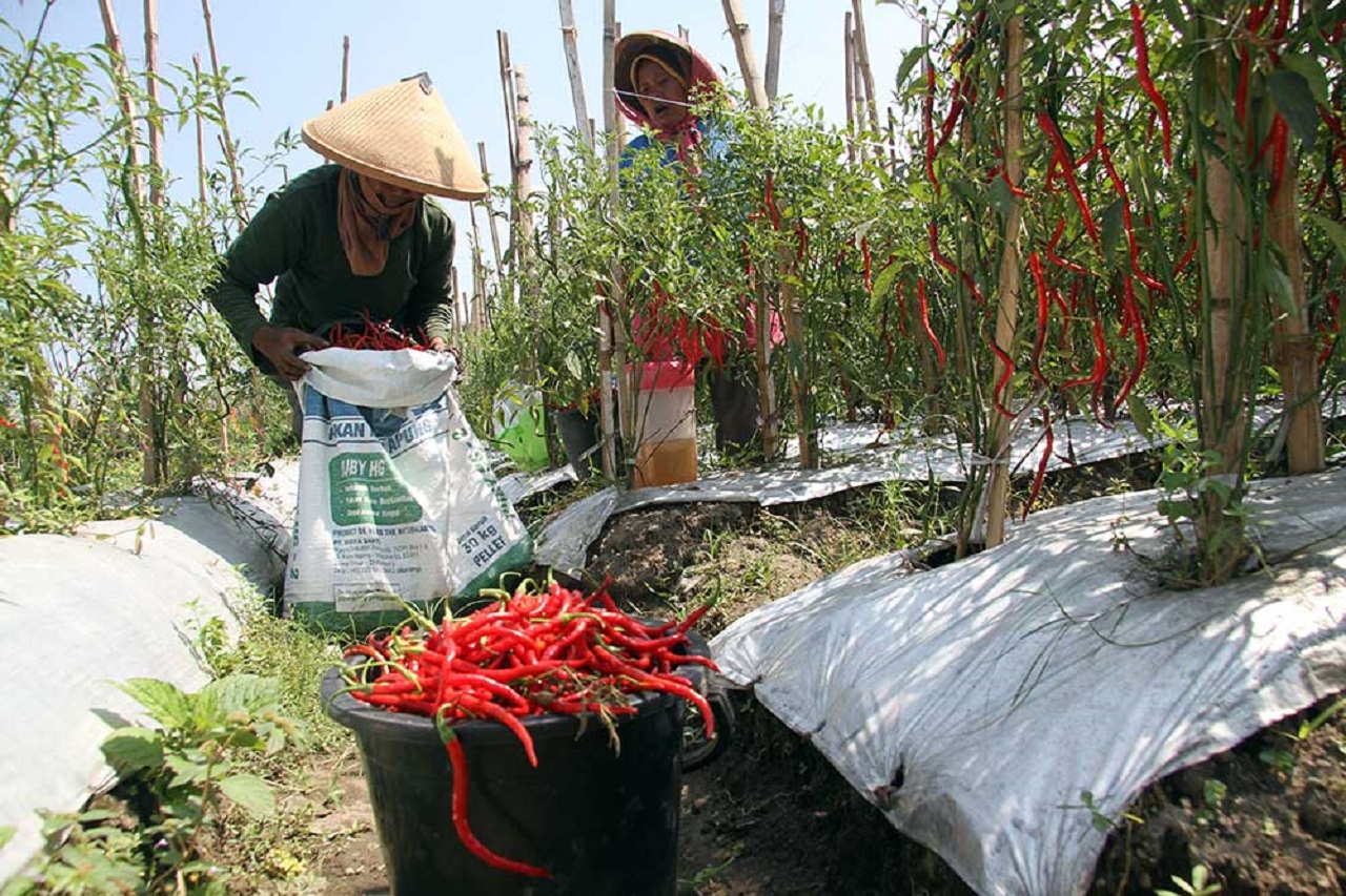 Ilustrasi. Petani cabai di Jombang saat musim panen raya. SP/ JBG