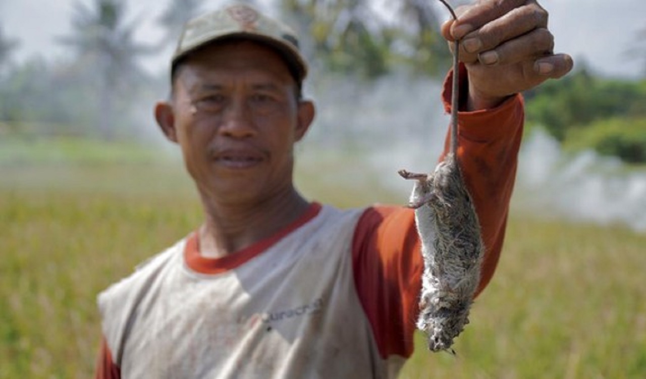 Ilustrasi. Petani padi yang terancam gagal panen di Lumajang akibat wabah hama tikus. SP/ LMJ
