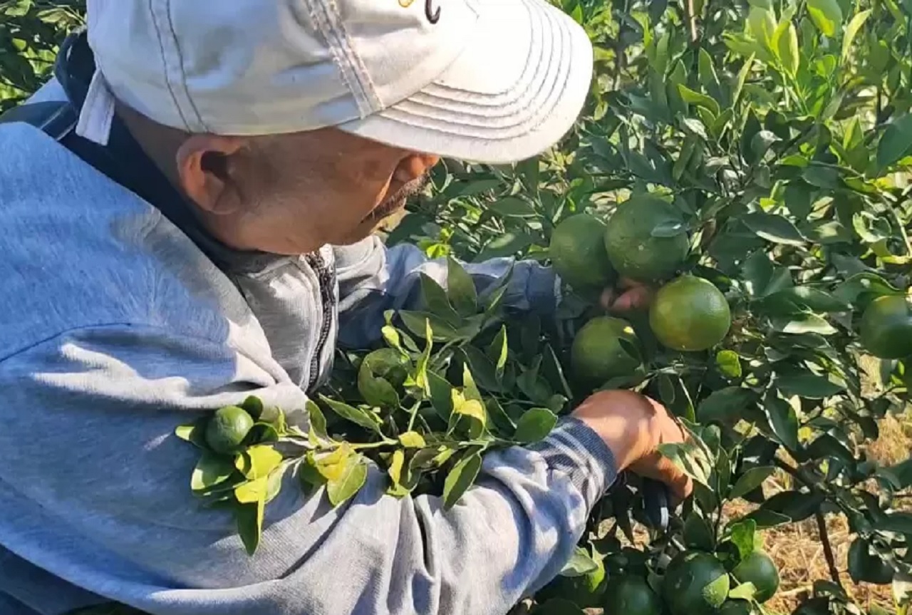 Suparlin (52), seorang petani di Kecamatan Bugul Kidul, Kota Pasuruan, Jawa Timur, cuan dari berkebun jeruk Siam. Kebun jeruk Siam miliknya bisa dipanen setiap hari. SP/ PSR