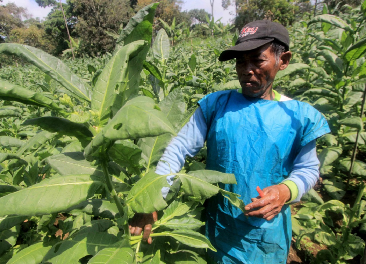 Ilustrasi. Salah satu petani tembakau di Magetan, Jawa Timur. SP/ MGT