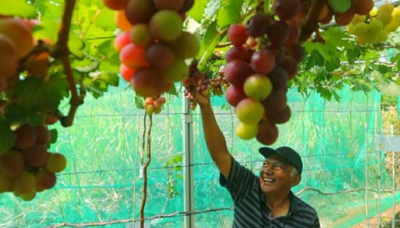 Wisata petik anggur di Desa Tajuk, Kecamatan Siman, Ponorogo. SP/ PNG