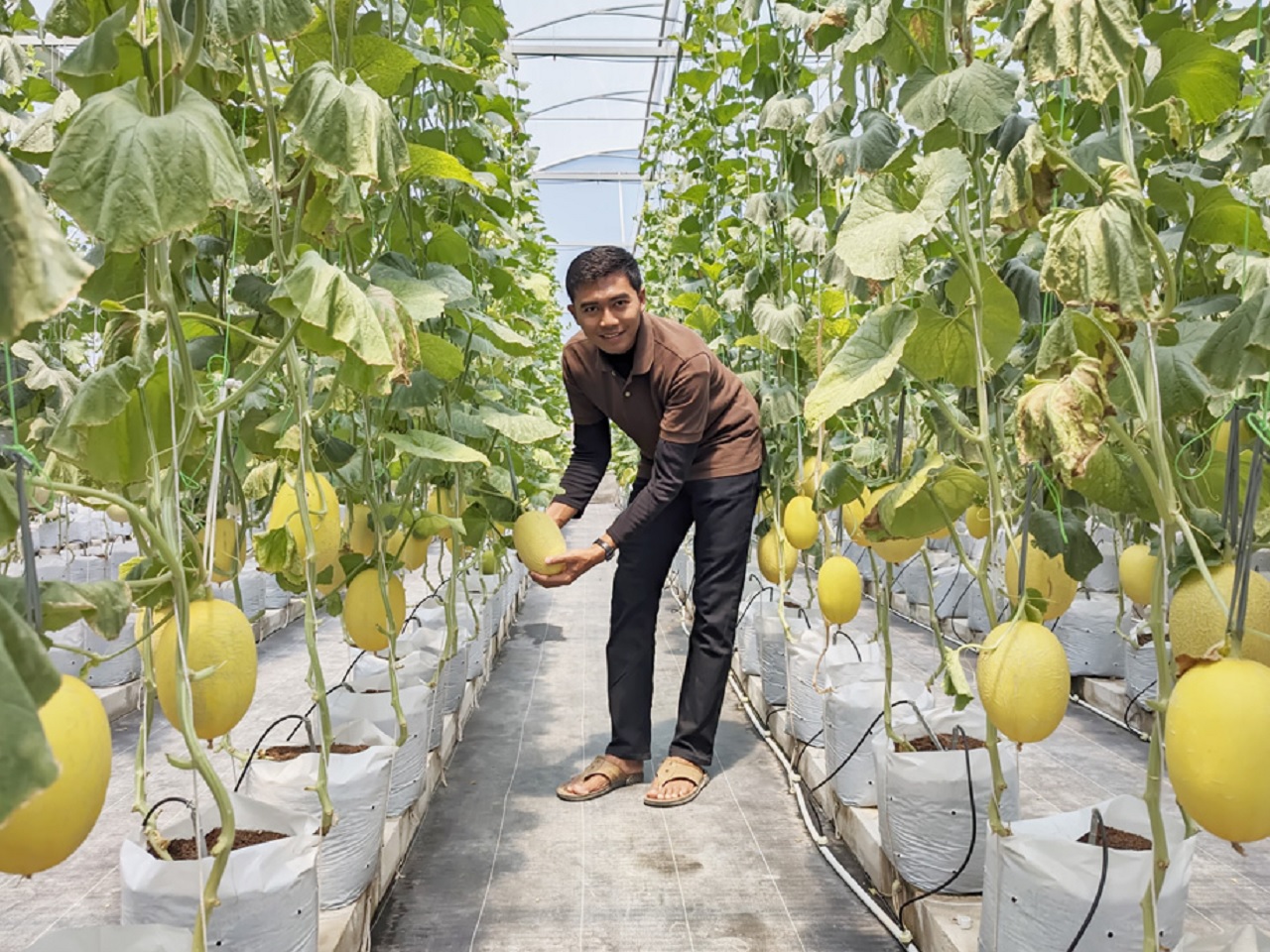 Petani melon di Ponorogo saat musim panen. SP/ PNG