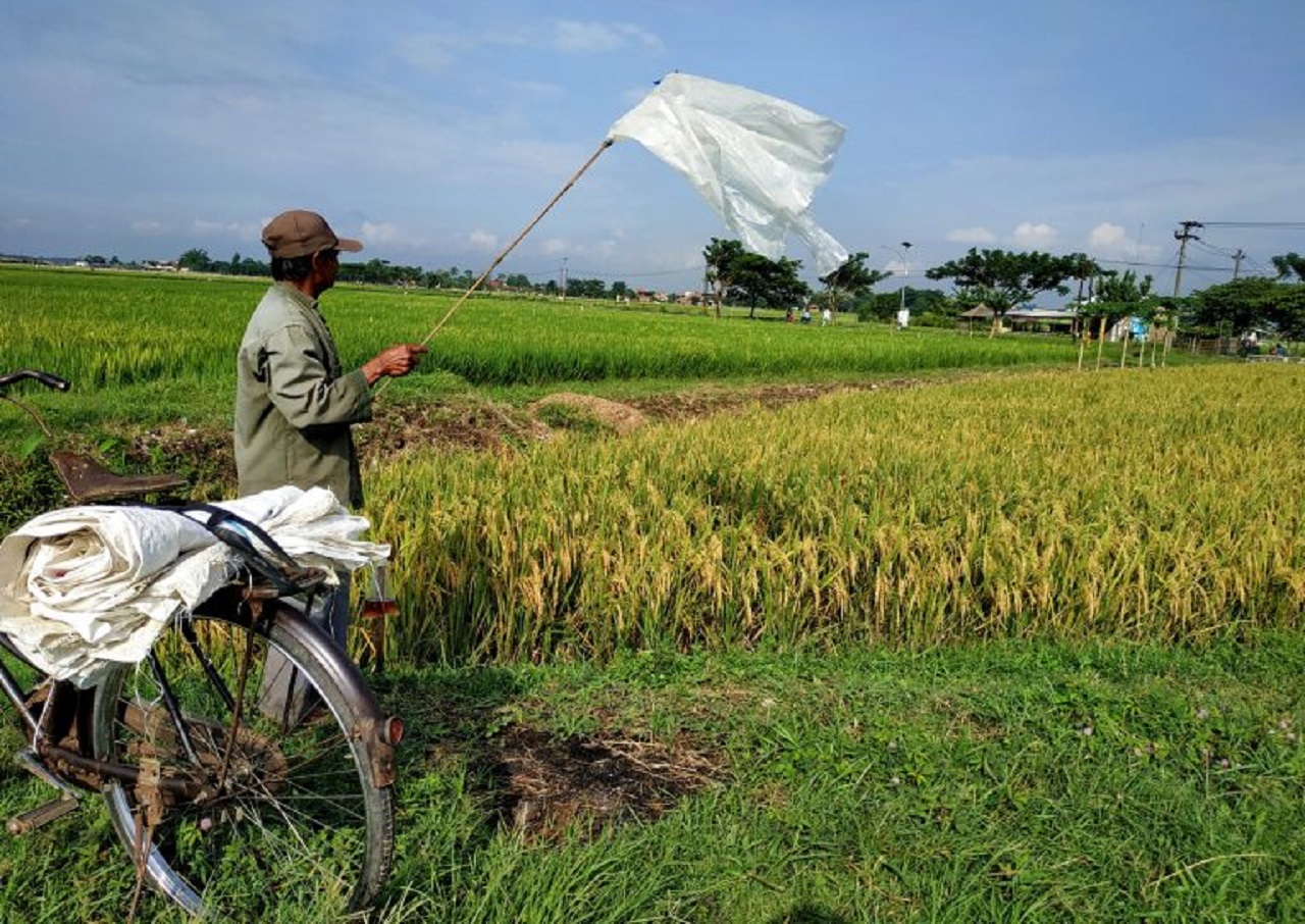 Salah satu petani padi di Jember, Jawa Timur tengah siaga mengantisipasi serangan hama burung pipit. SP/ JBR